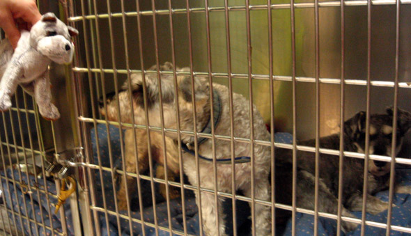 Sad Cat In Cage. quot;It#39;s sad seeing them in their