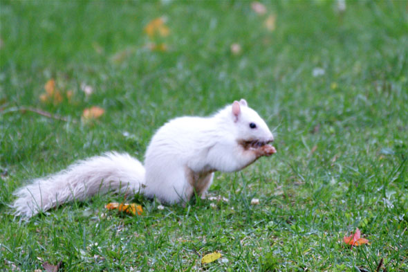 Are white squirrels rare?