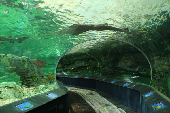 toronto ripley's aquarium