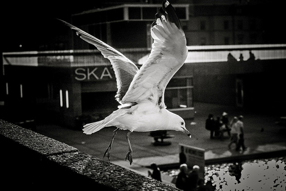 Seagull Toronto