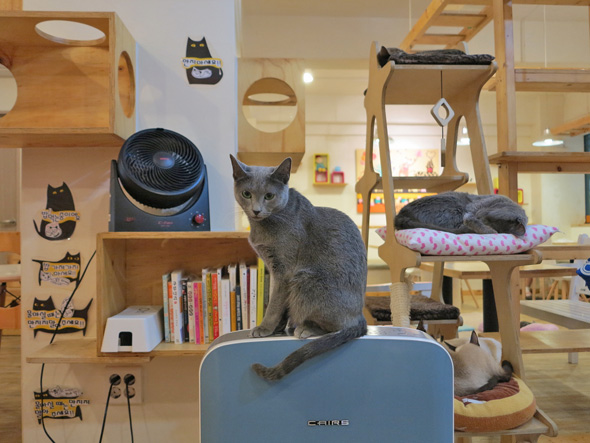 Toronto to get its first cat cafe