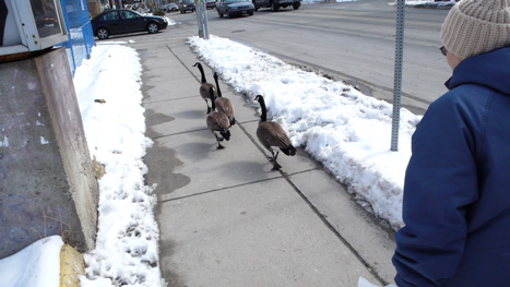 canada geese on the street