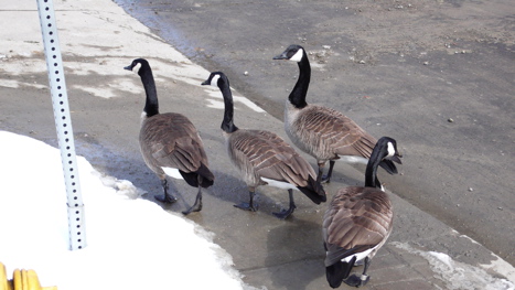 canada geese on the street