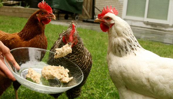 Toronto Chickens Feeding