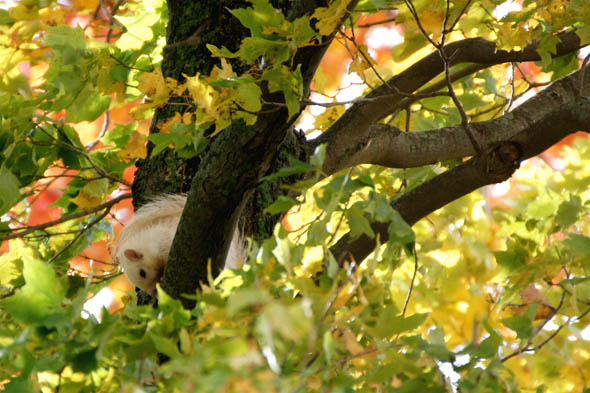 White Squirrels in Toronto and Exeter