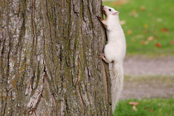 White Squirrels in Toronto and Exeter