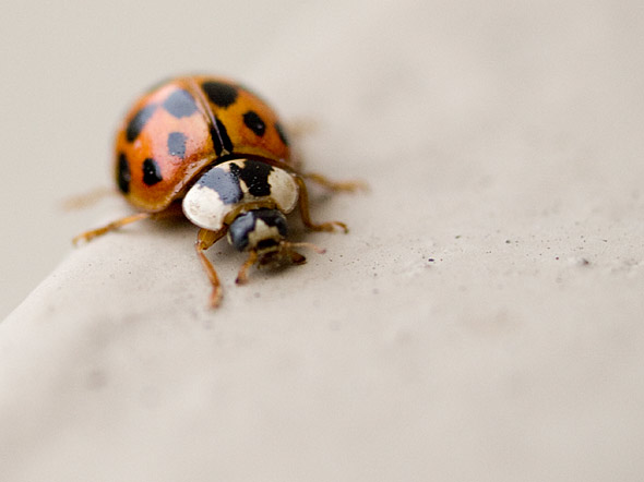 ladybugs toronto