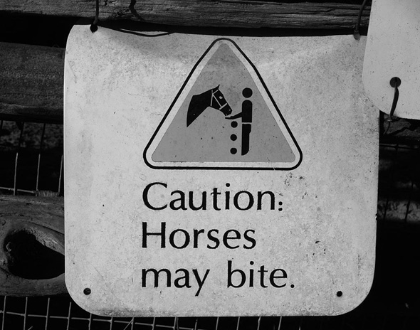 don't feed horse