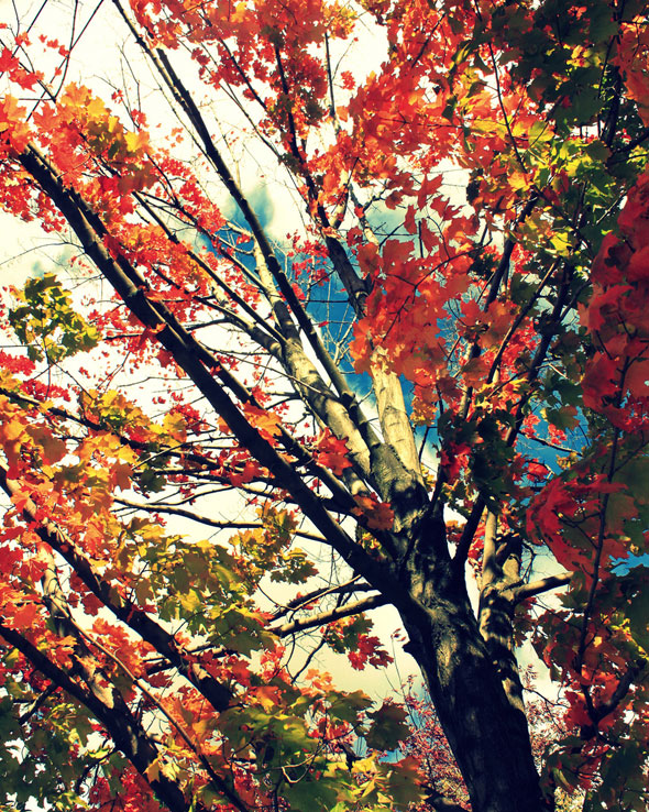 Fall Colours Toronto