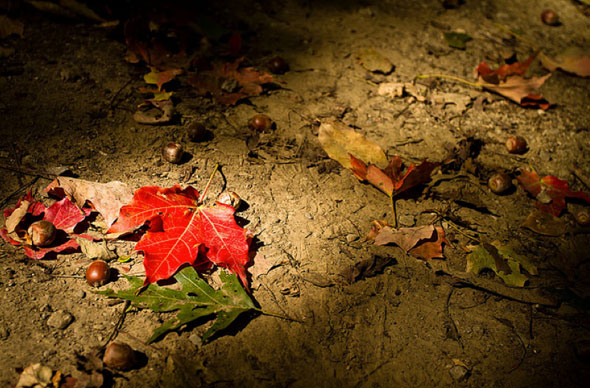 fall colours Toronto