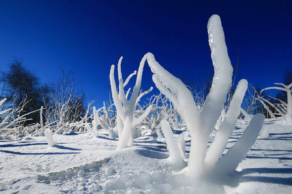 frozen ice sculpture toronto