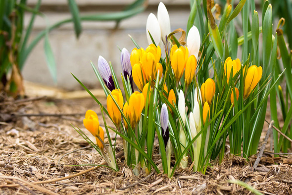 201141-spring-tulips-zoo.jpg
