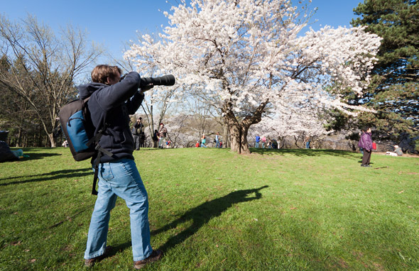 Cherrry Blossom High Park