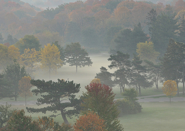 fall, fog, trees