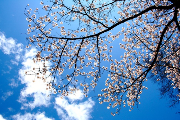 Cherry Blossoms Toronto