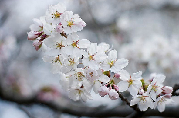 20120413-cherry-blossoms-sjgardiner.jpg