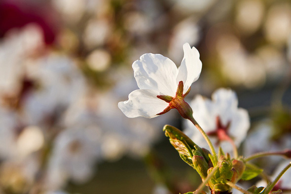 High Park Cherry Blossoms 2012