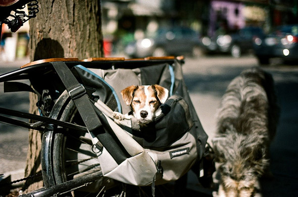 dog, bag, bike