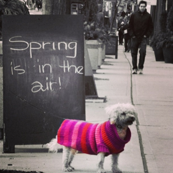 #SpringTO Instagram