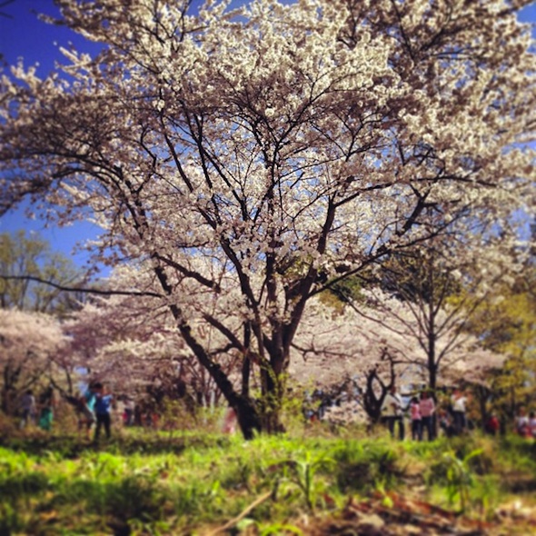 High Park cherry blossoms
