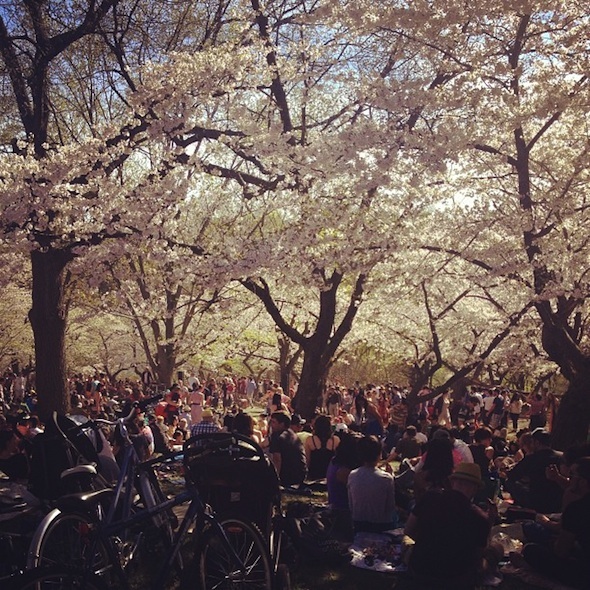Cherry blossoms High Park