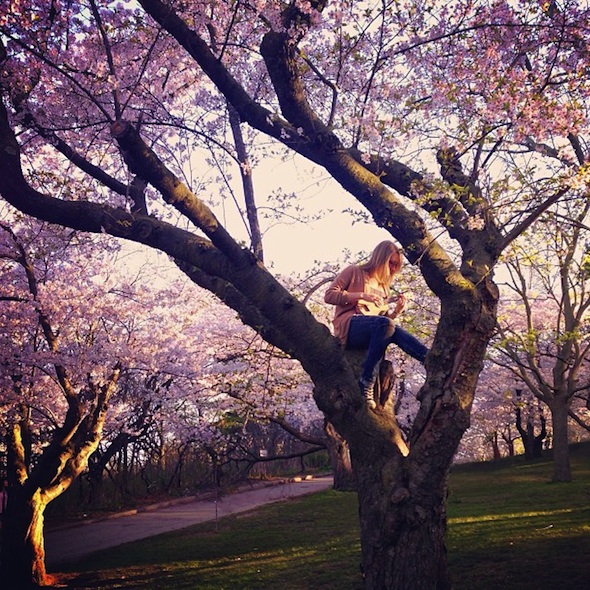 High Park cherry blossoms