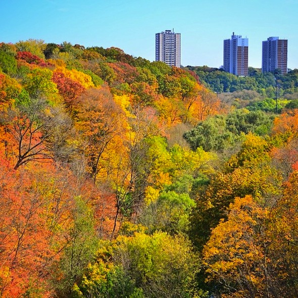 fall colours in toronto