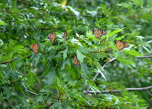 butterfly park toronto