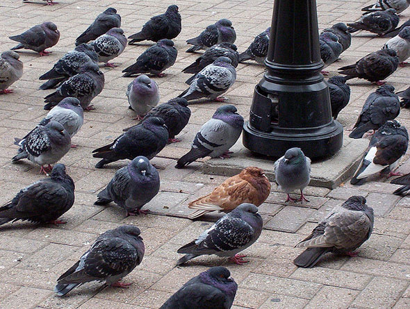 toronto pigeons