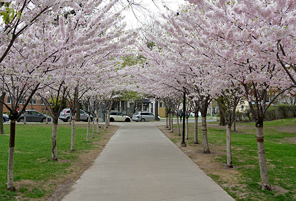 cherry blossoms robarts