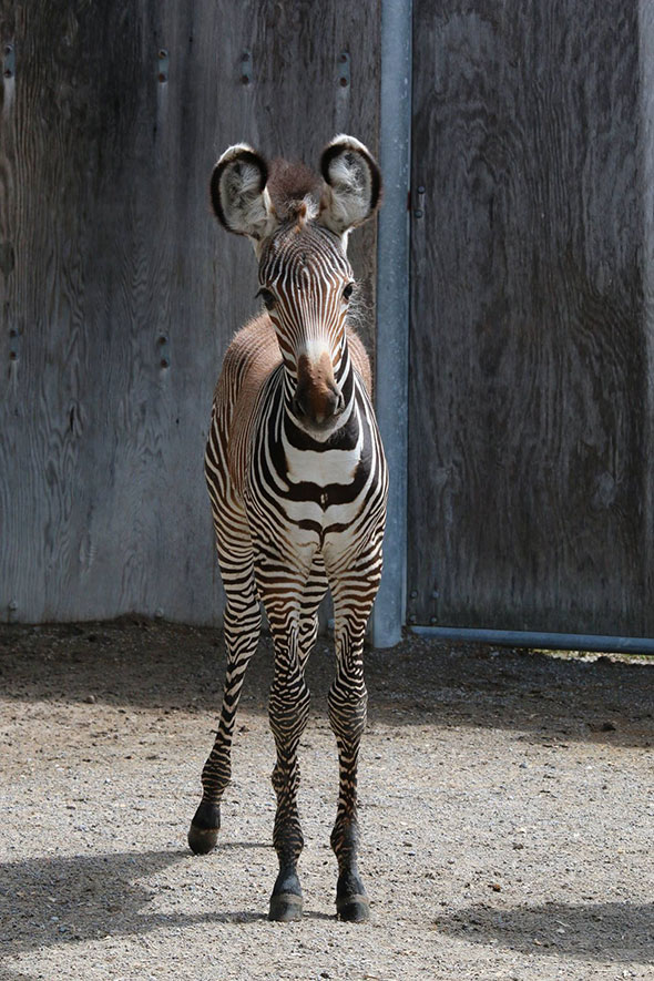 toronto zoo baby zebra