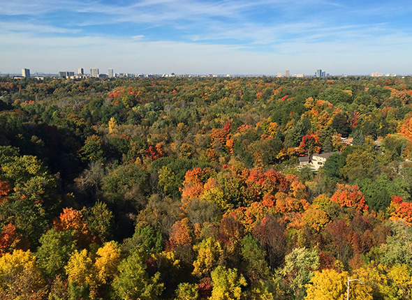 Fall Colours Toronto