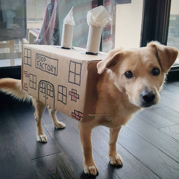 Toronto Dog
